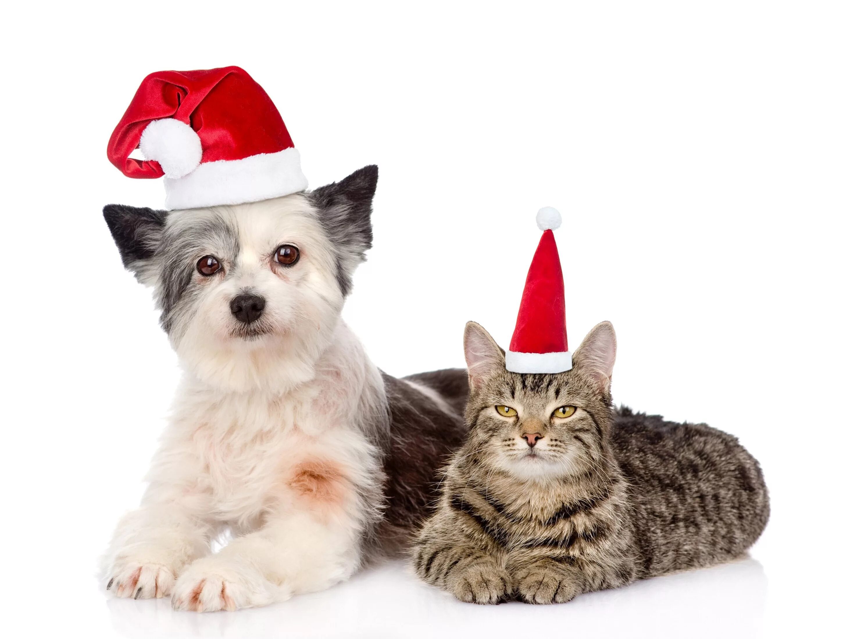 Новогодние животные. Вечеринка собак. Новогодние кошка и собака. Cat years dog years. Cat years dog years.