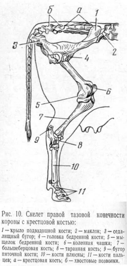 Анатомия задней конечности КРС. Суставы задней конечности КРС. Кости тазовой конечности КРС. Анатомия задних конечностей коровы. Рассмотрите кости задних конечностей назовите их обратите