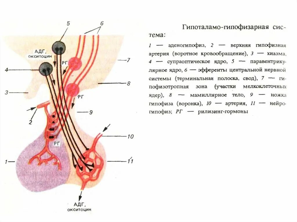 Гипофиза гипоталамо гипофизарная система. Гипоталамо-гипофизарная система гормоны схема. Структура гипоталамо-гипофизарной системы. 4. Гипоталамо-гипофизарная система физиология.