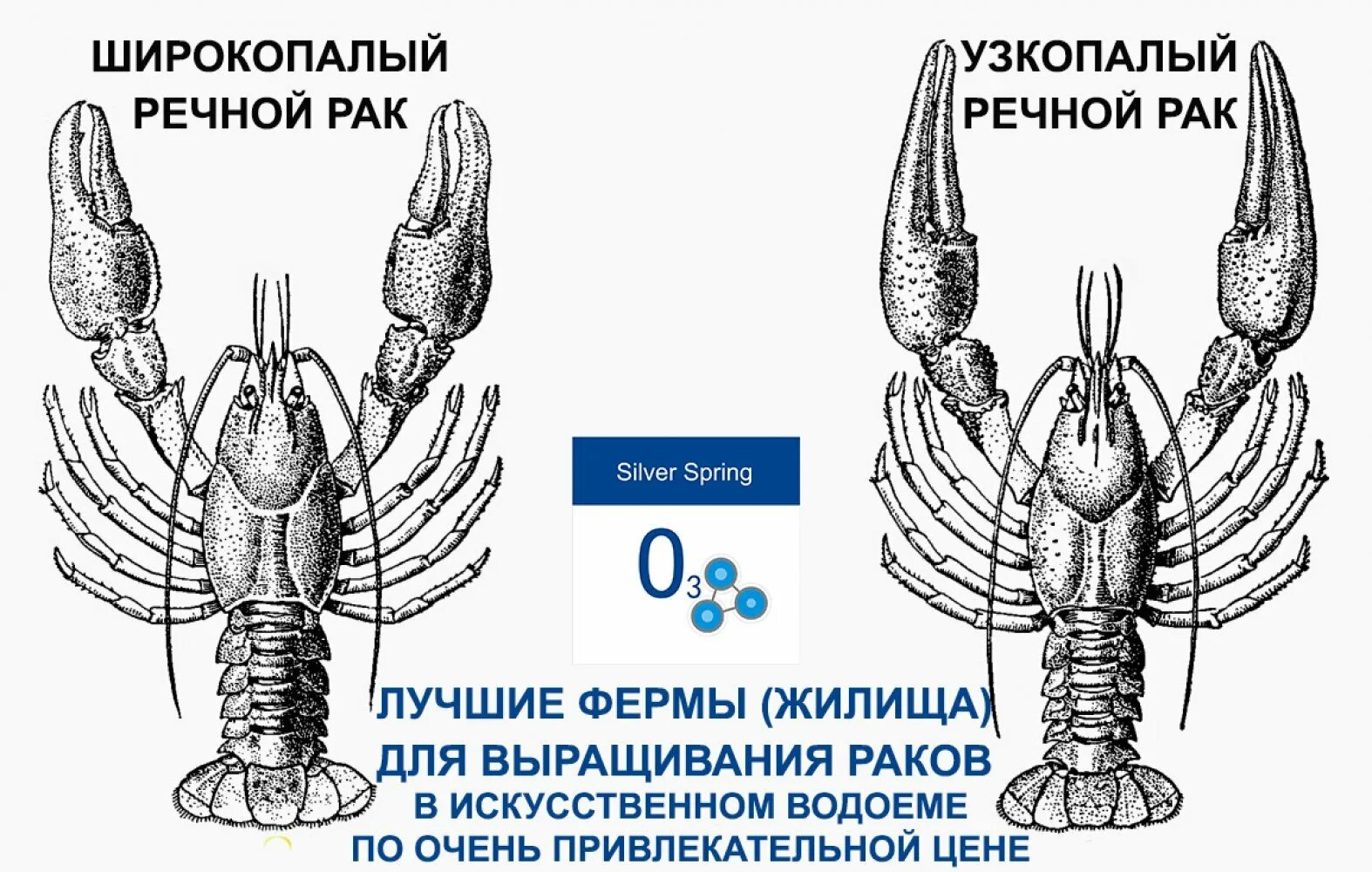 Какую функцию выполняет жабры у широкопалый рак. Раки, узкопалый и широкопалый. тип симметрии ракообразных. у лобстера какая симметрия. тип симметрии лобстера.