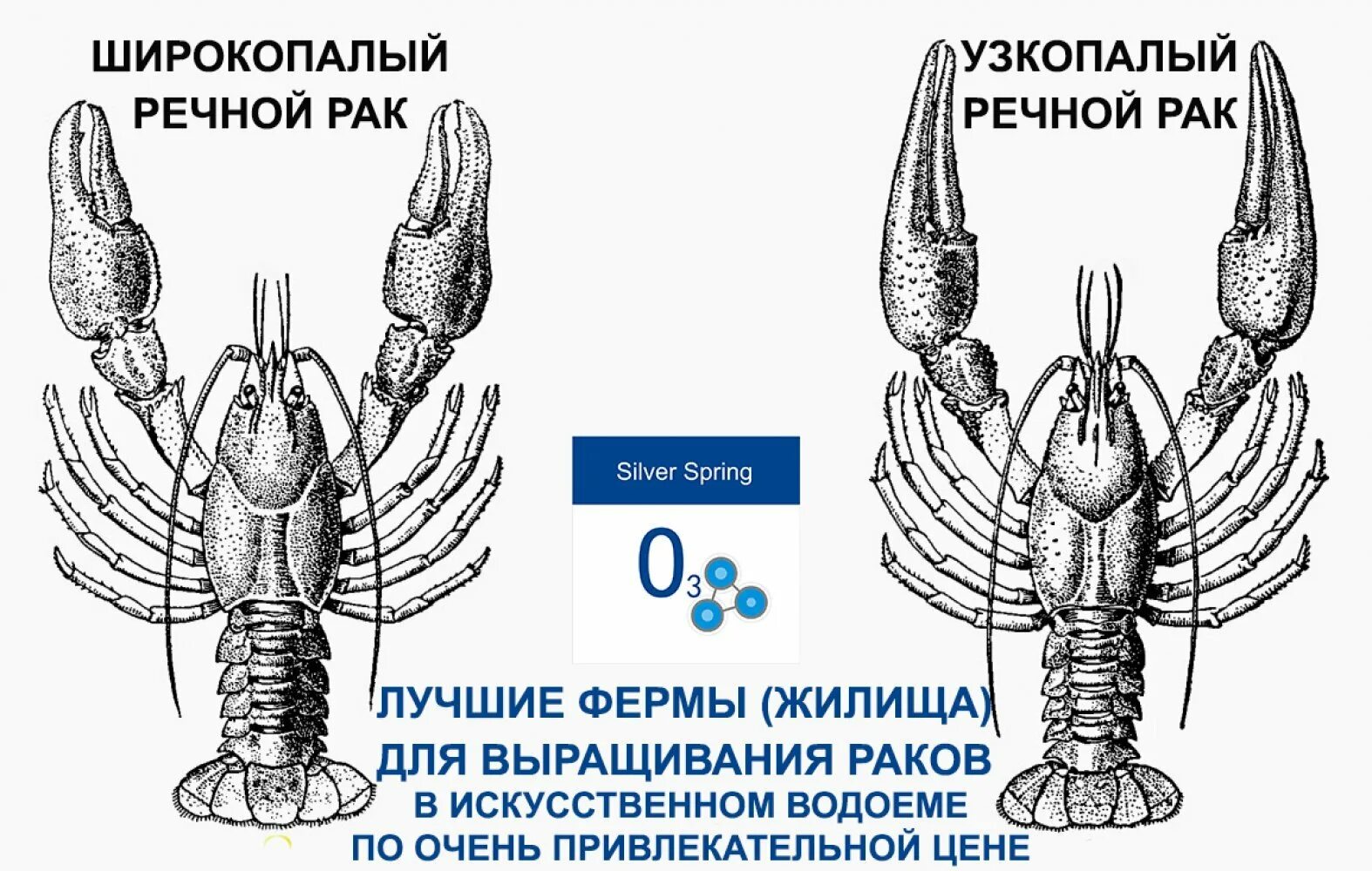 Количество хромосом речного рака. Тип симметрии ракообразных. Какая симметрия у лобстера. Какой тим ссиметрии у лобмтора. Какой тим ссиметрии у лобстера.