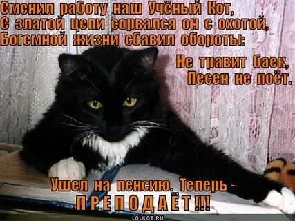 Котангенс кот ученый что никогда не охотился