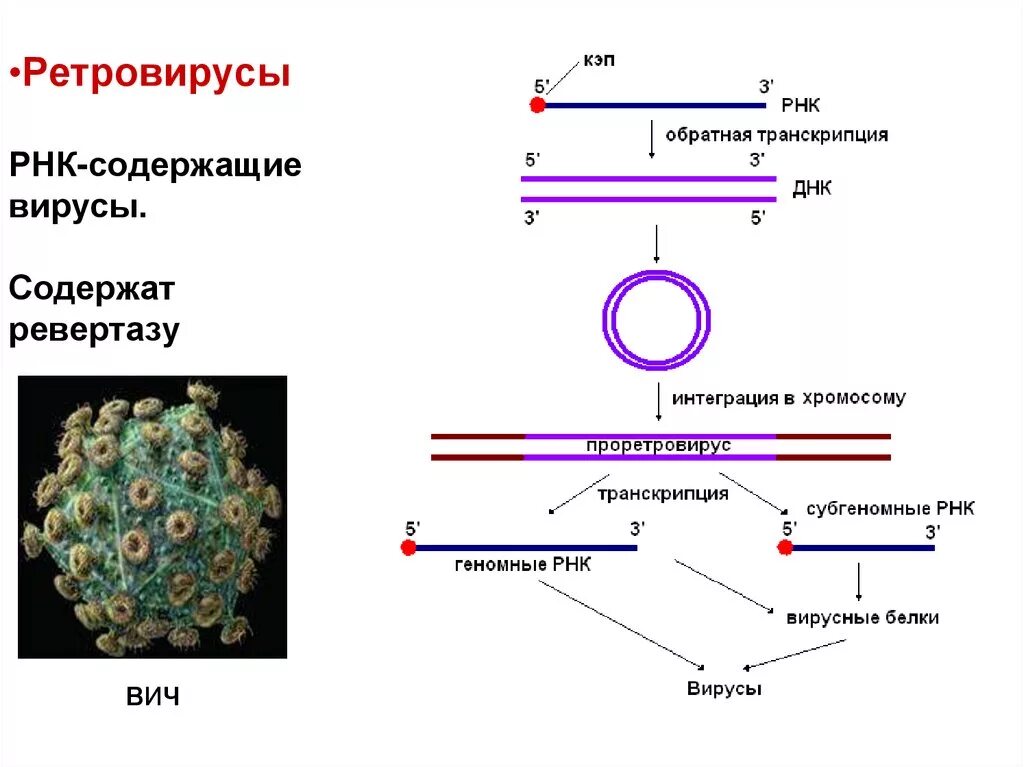 Ретровирусы содержат днк