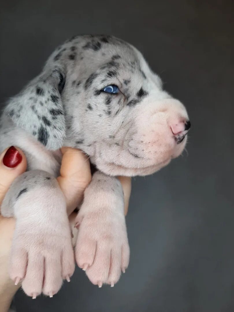 немецкий дог. авито щенок дога. датский дог щенки. королевский дог щенки питомник. датский дог палевый.