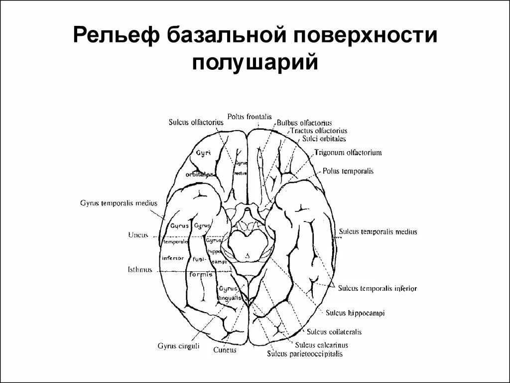 Усиленный в базальных отделах. Рельеф базальной поверхности полушарий. Базальная поверхность полушарий большого мозга. Борозды и извилины базальной поверхности головного мозга. Нижняя поверхность головного мозга борозды.