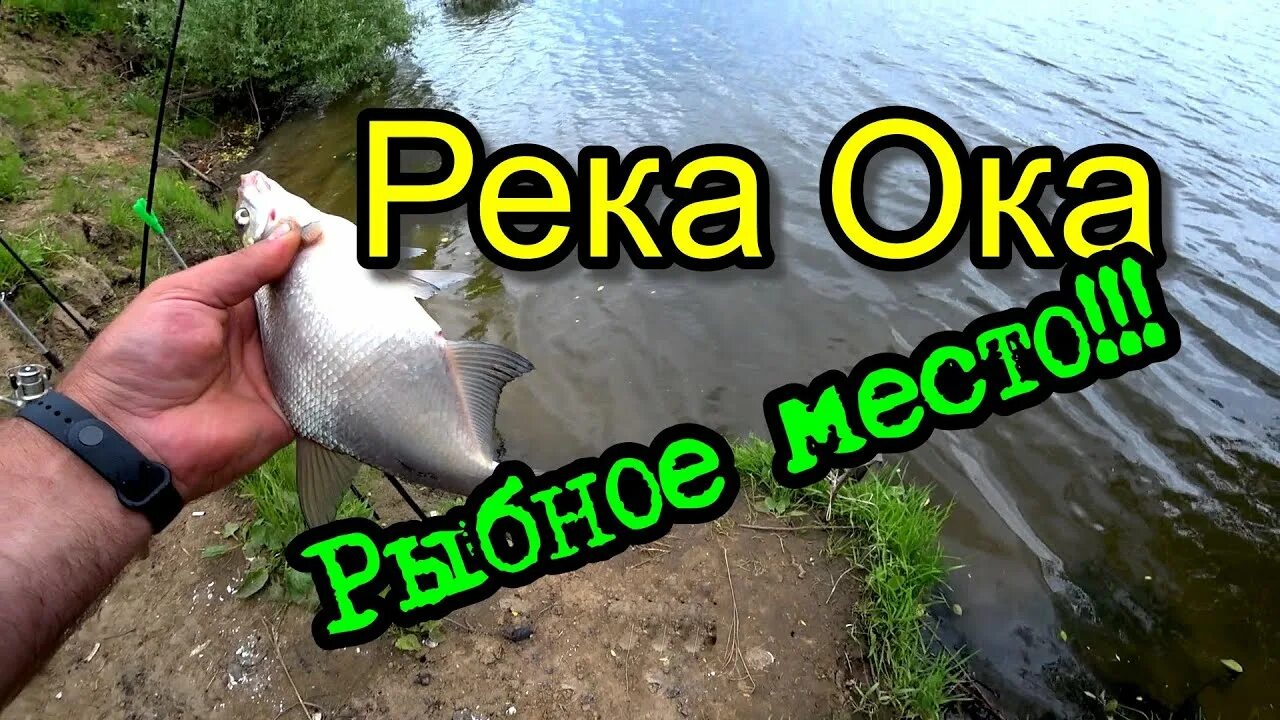 Рыбалка на оке. Маркелыч рыбалка. Рыбалка ока сейчас. Лекшмозеро рыбалка. Рыбалка на оке.