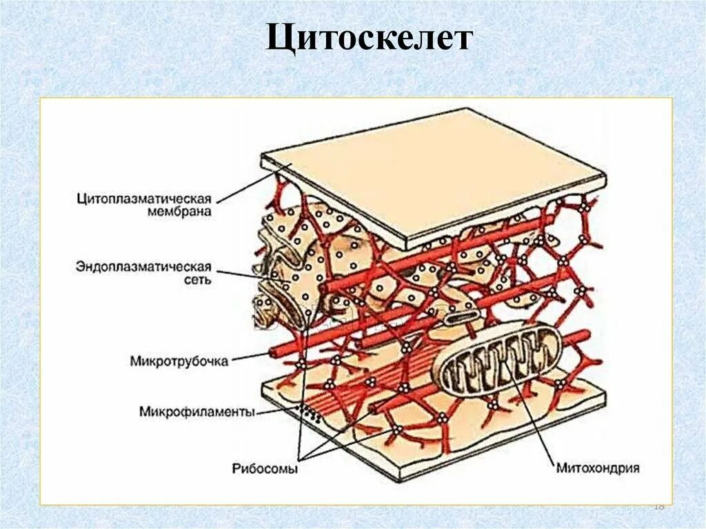 Цитоскелет на рисунке клетки. Строение цитоскелета клетки. Строение цитоскелета клетки схема. Структура цитоскелета клетки. Цитоскелет клетки строение.