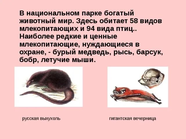 Название животных которые нуждаются в охране. Животные нуждаются в охране. виды животных нуждающиеся в охране. животные которые нуждаются в охране в россии. названия животных нуждающихся в охране.