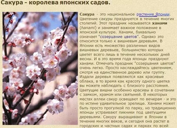 Япония доклад Сакура. Сообщение о Сакуре. Сакура доклад. Сакура дерево описание. Сакура история