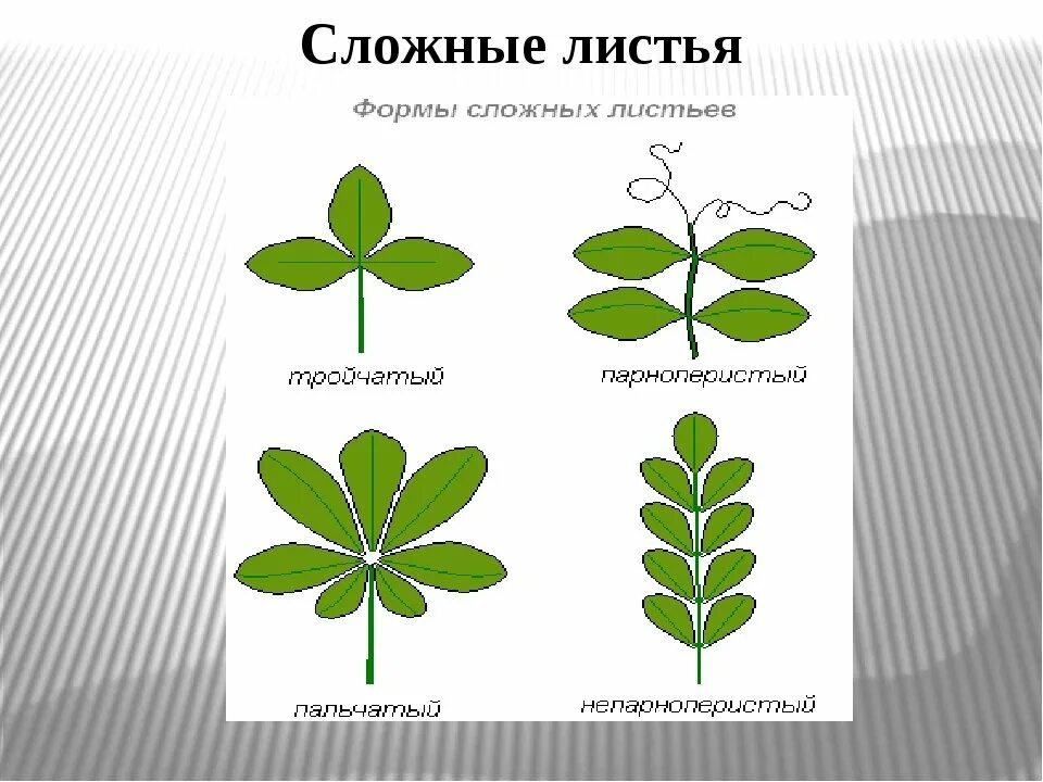 Формы сложных листьев. Простые и сложные листья. Перестосложны лист. Строение сложного листа. Картинка простого листа