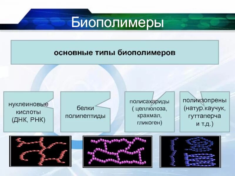 Функции биологических полимеров. Биополимеры примеры. виды биополимеров. основные типы биополимеров. биологические полимеры примеры.