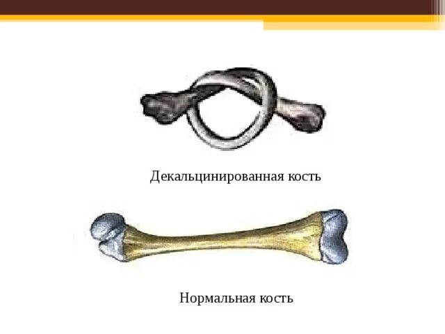 Эксперимент костями