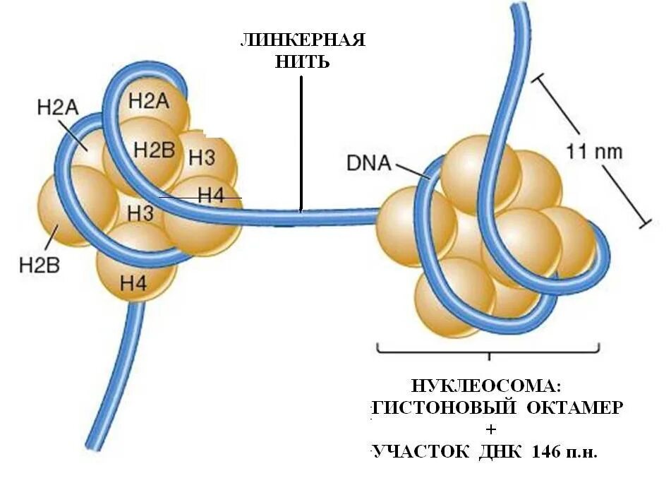 Связана с белками гистонами. Нуклеосома гистоны. Нуклеосомная модель строения хромосом. Нуклеосомная структура ДНК. Линкер нуклеосомы.