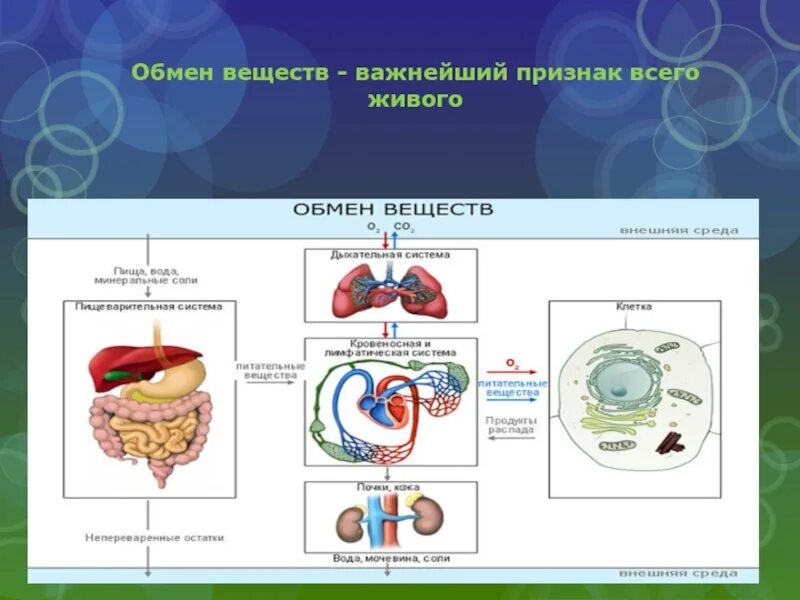 Обмен веществ минеральное питание. Обмен веществ. Тема обмен веществ. Пищеварение обмен веществ. Обмен веществ питание.