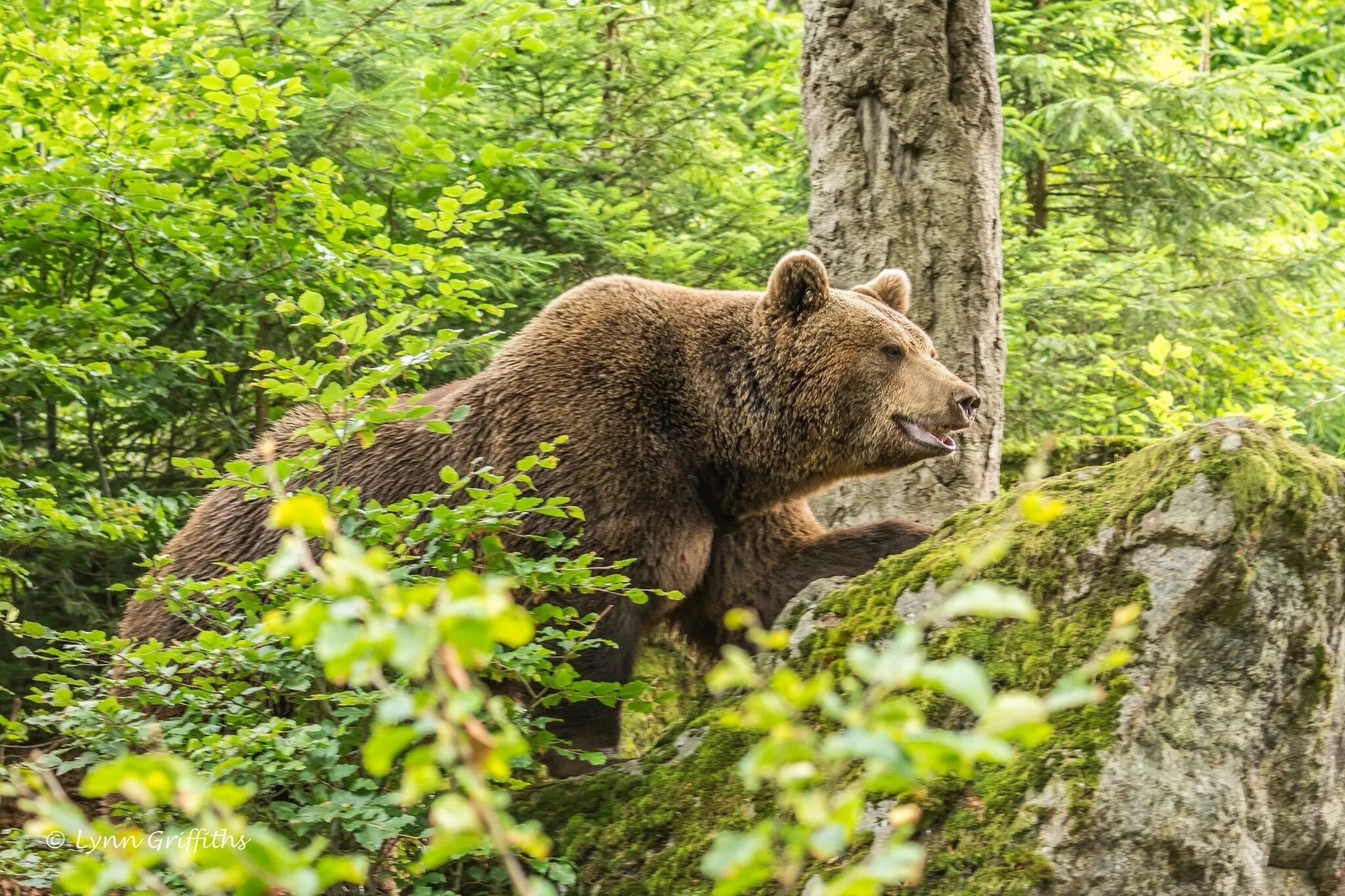 Широколиственные леса бурый медведь. Бурый медведь в тайге. Широколиственный лес животные бурый медведь. Хвойно широколиственные леса животные