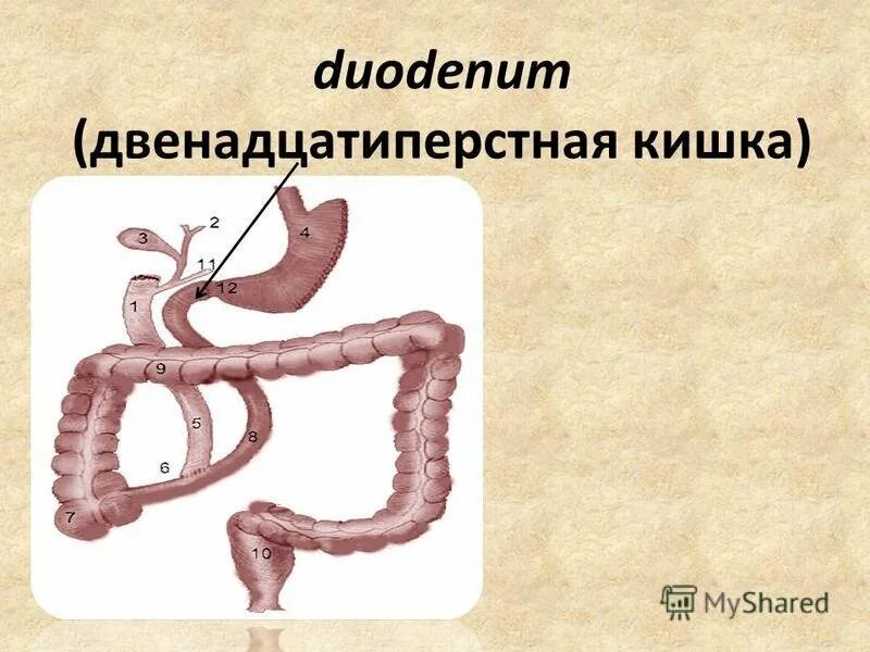 Двенадцатиперстная кишка (ДПК). Duodénum, двенадцатиперстная кишка. Кишечник 12 перстная кишка. 12 Ти перстная кишка анатомия.