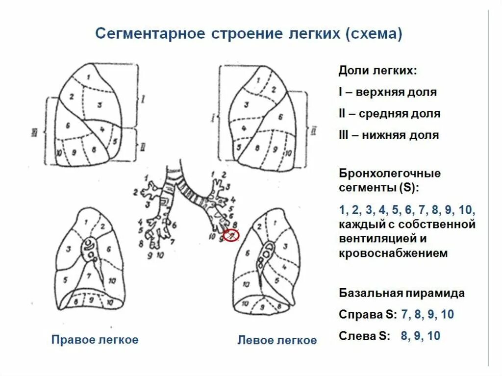 Доли легкого слева. Сегментарное строение легких. Топографическая анатомия легких доли сегменты. Строение легкого доли. Сегментарное строение правого легкого схема.