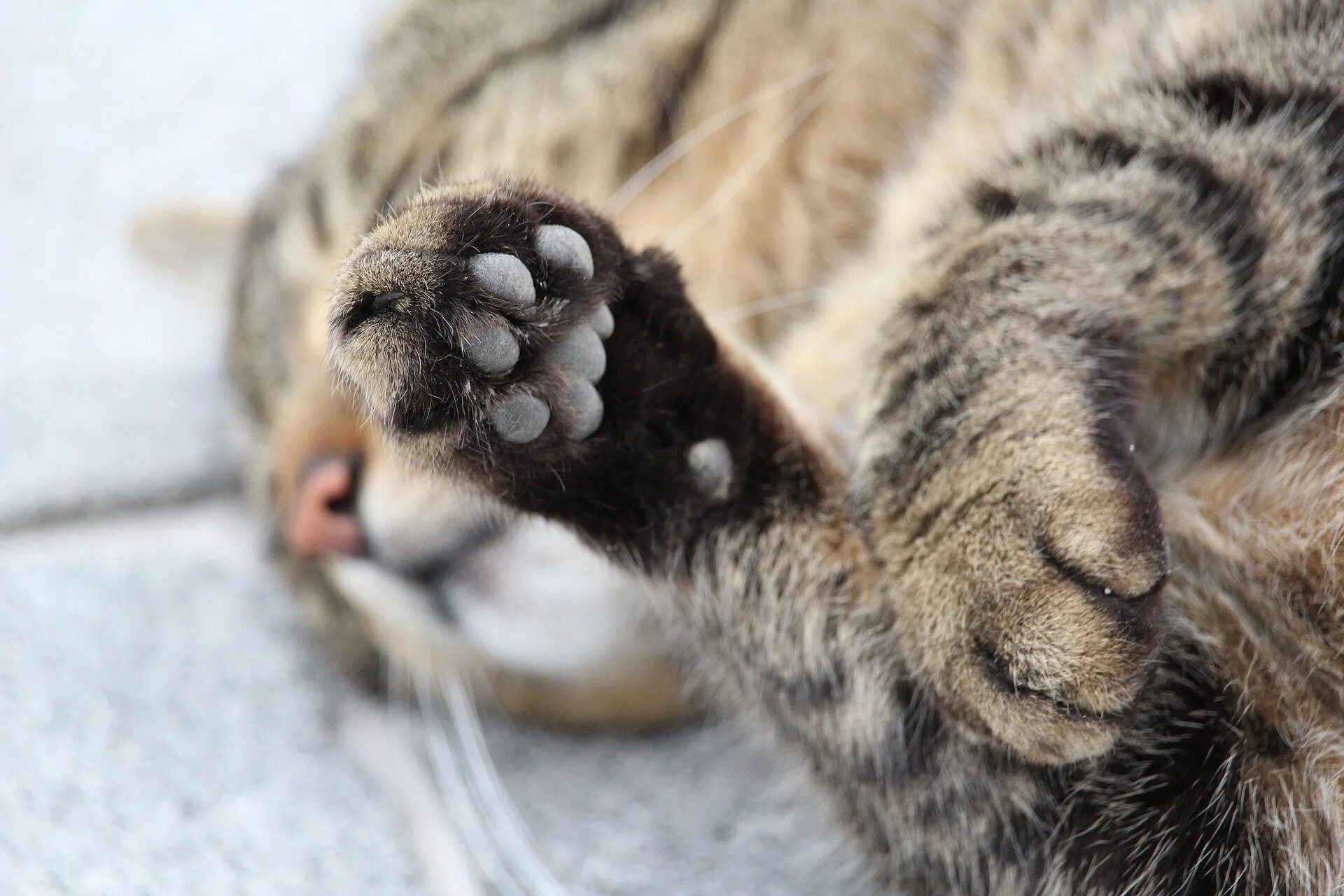 Кошачья лапка. Кошачьи подушечки на лапах. Кошачий лак. Кошачьи подушечки на лапах. Фотка лапки.