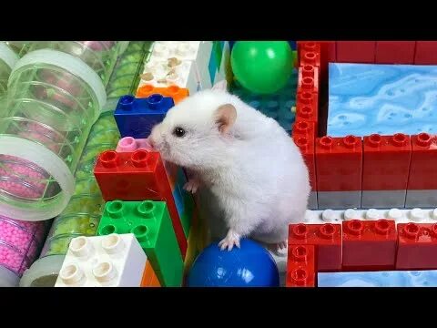 Хомячки в лабиринте видео для детей. Smart hamster. Хамстер комбат уровни хомяка. Pawhut 65 клетка. Робохомячок форум.