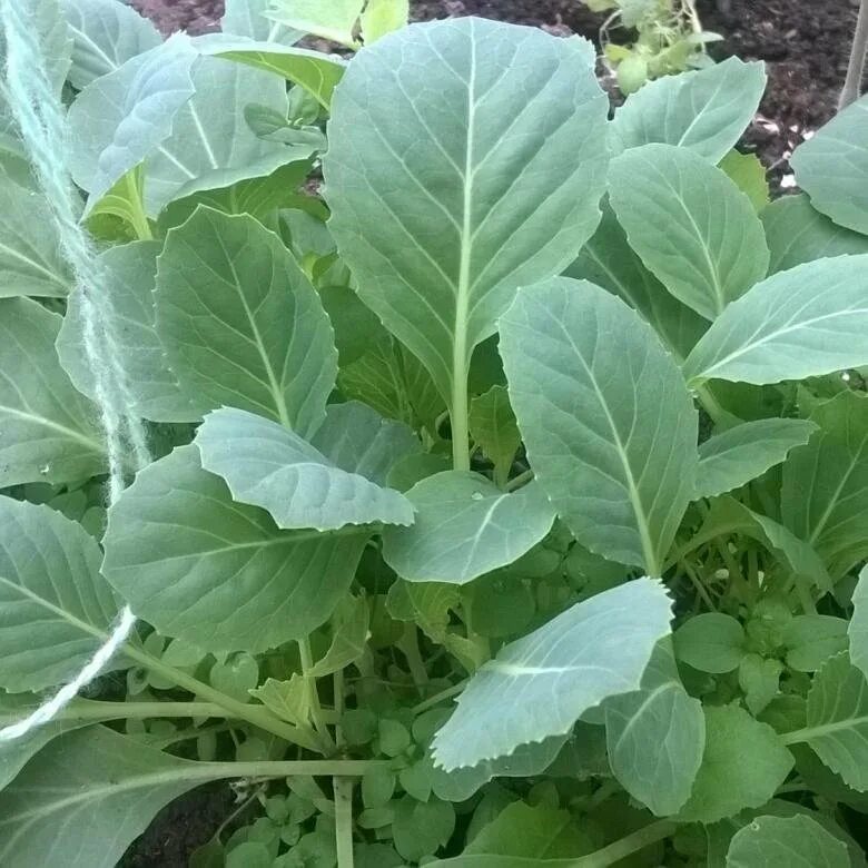 Рассада капусты колобок. Как выглядит рассада ранней капусты фото. Капуста рассада ранняя сорта. Рассада белокочанной капусты. Капуста белокочанная грибовский 147 рассада.
