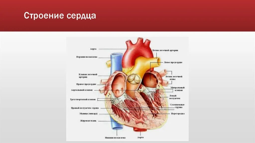 Анатомия сердца содержание всех серий. Строение сердца. строение сердца человека. внутреннее строение сердца. строение сердца человека рисунок.