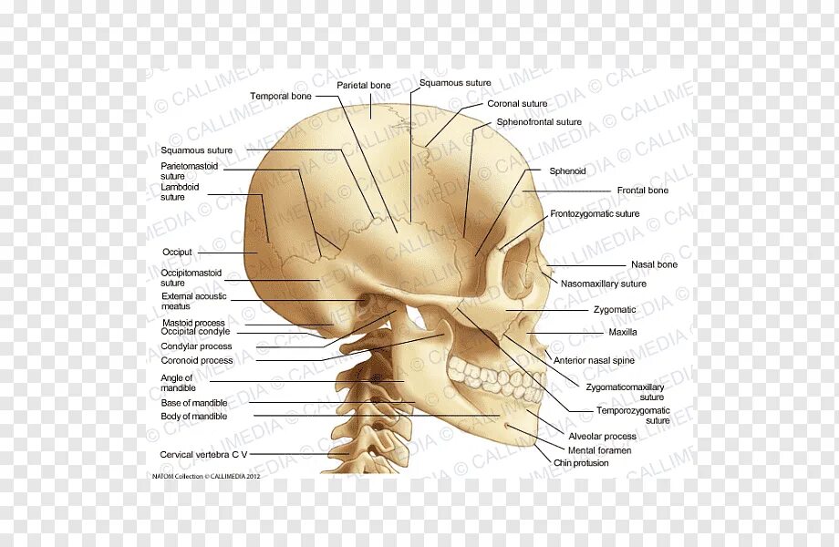 Кости черепа затылок. Затылочная кость черепа анатомия. Анатомия затылочной кости черепа. Мыщелки черепа затылочные. Затылочный мыщелок затылочной кости.