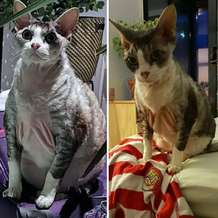 Кошка похудела ест хорошо