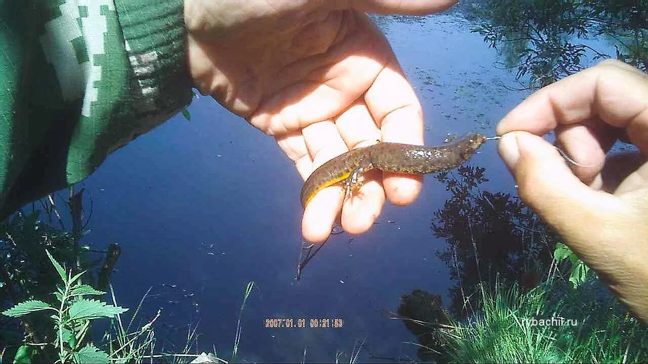 Обыкновенный Тритон. Тритон в пруду. Тритон в водоемах. Тритон из пруда.