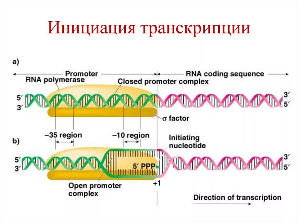 Схема процесса транскрипции инициация. Транскрипция у прокариот инициация элонгация терминация. Инициация транскрипции у эукариот схема. Процесс транскрипции в биологии.