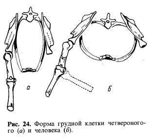 Функции грудной клетки млекопитающих