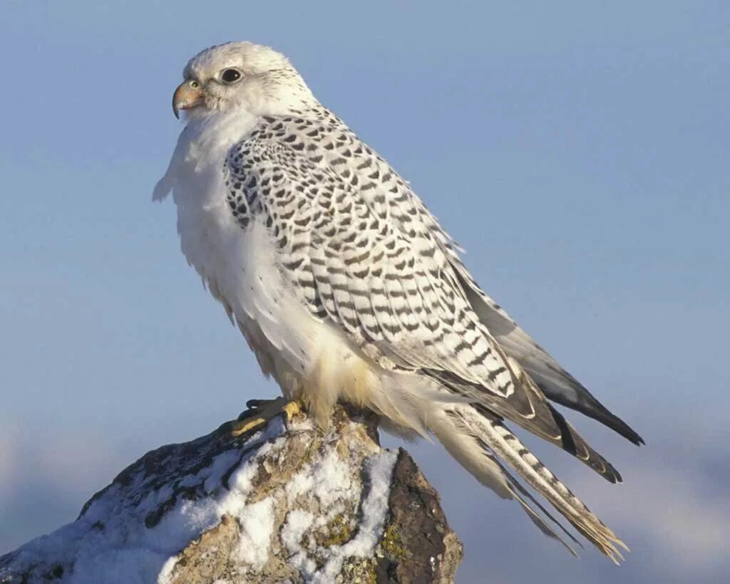 Сокол белый кречет. Кречет falco rusticolus. Камчатская кречета. Кречет falco rusticolus. Камчатский сокол кречет.