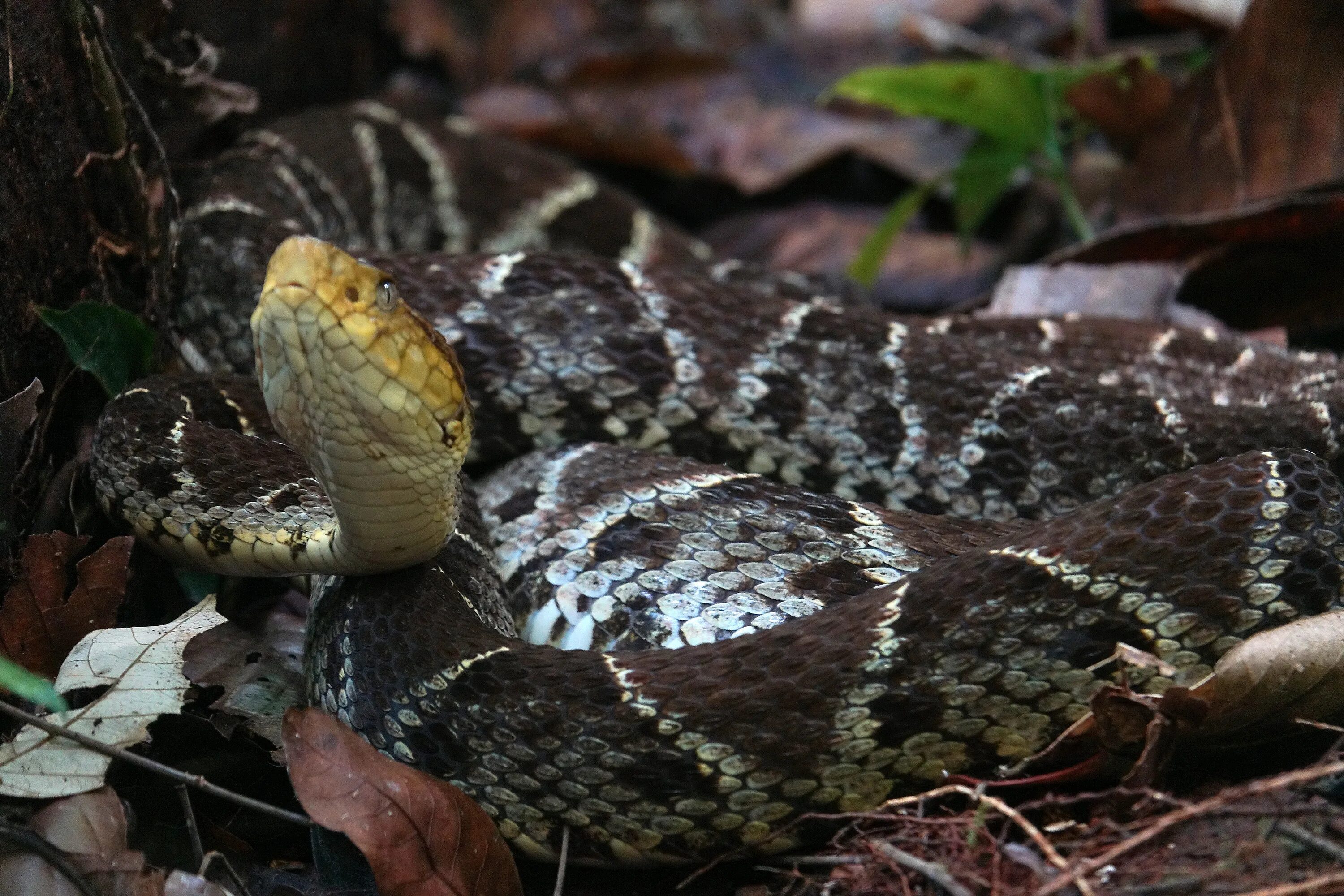 Fer-de-lance - Bill Holsten Photography Snake, Reptiles and amphibians, Snake im