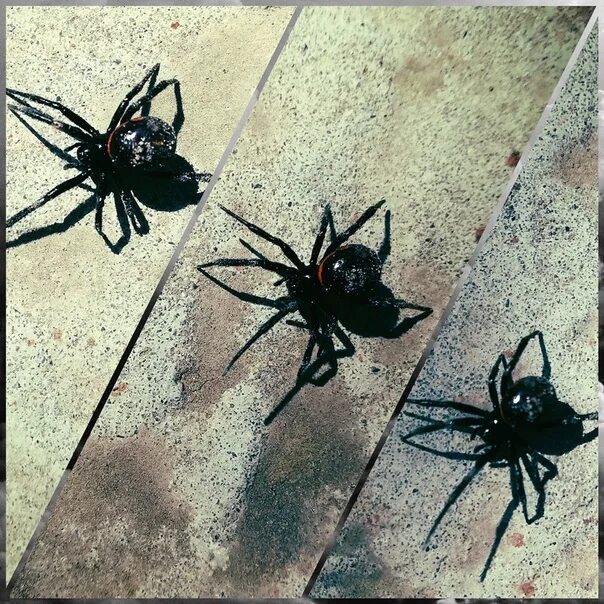 Увидеть паука днем. Черный паук примета. Паучок примета. Увидеть паука примета. Увидеть паука вечером.