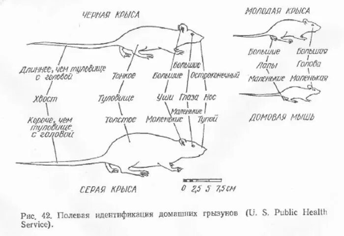 Крыса схема. Язык тела крыс. Внешний вид крысы. Части тела крысы.