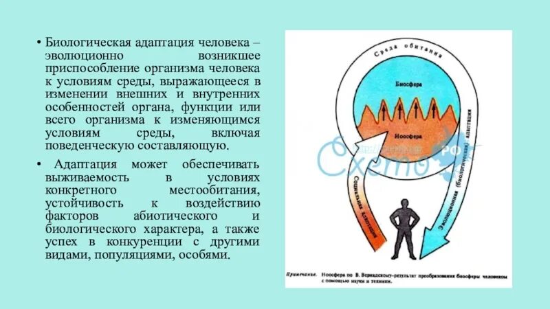 Изменение организма в течение жизни это. Адаптация человека. Биологическая адаптация. Биологическая адаптация человека к условиям среды. Адаптация к биологическим факторам.