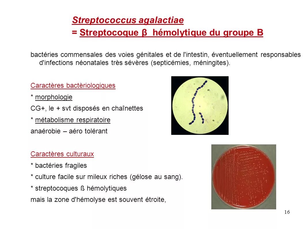 Стафилококк агалактия. Streptococcus agalactiae культуральные свойства. Streptococcus agalactiae механизм передачи.