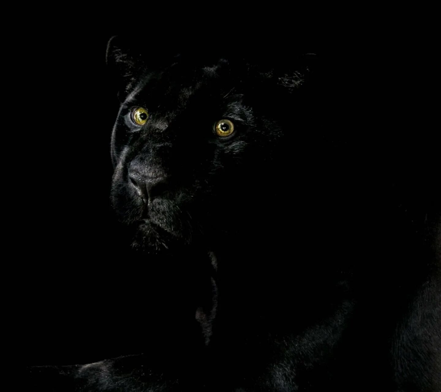 Черная пантера на заставку телефона. Пантера на черном фоне. Черная пантера на черном фоне. Пантера обои. Пантера на черном фоне арт.