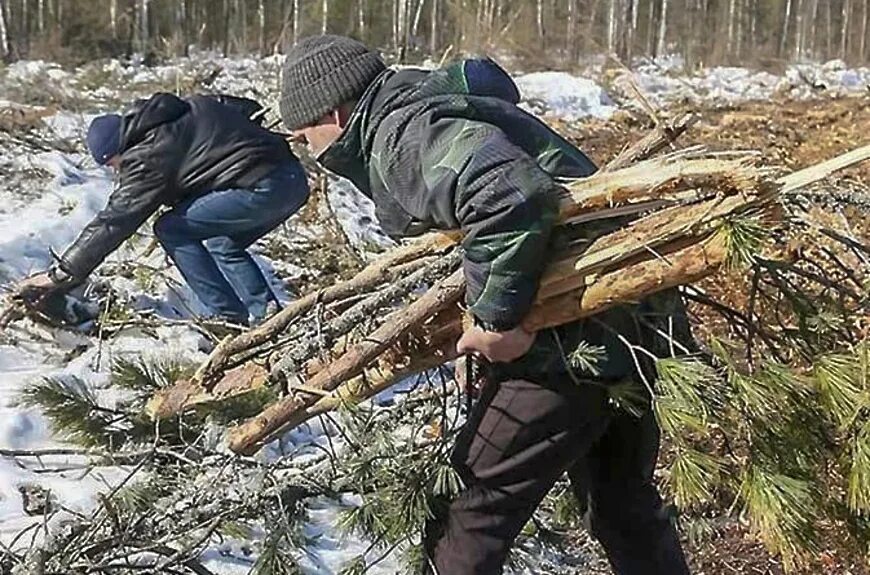 Сбор валежника в 2025. Сбор валежника. собирать валежник. лесной валежник. валежник в лесу.