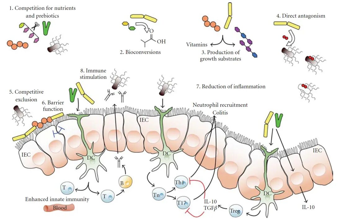 Иммунная и кишечник. Микробиота кишечника и иммунитет. Функции пробиотиков в организме человека. Бактерии микробиота кишечника. Микробиота и иммунитет человека.
