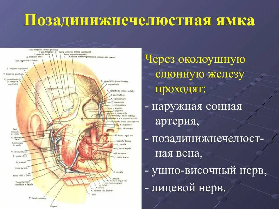 Топографическая анатомия лицевого отдела. Околоушная слюнная железа анатомия топография. Топография околоушной железы. Лицевой отдел ГРАНИЦЦ топографическая анатомия. Нервы околоушной железы