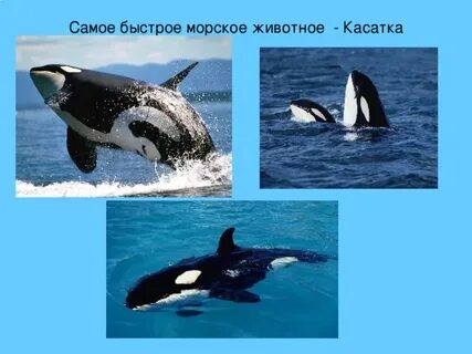 Самое быстрое морское животное