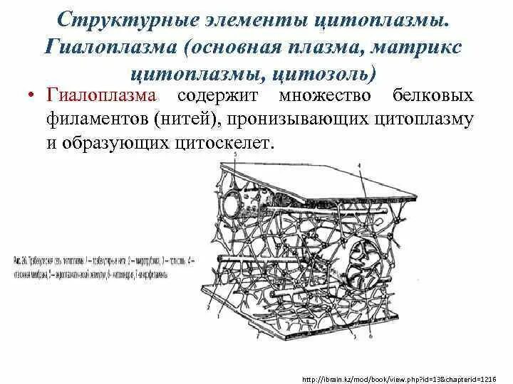Цитоскелет строение. Цитоскелет строение