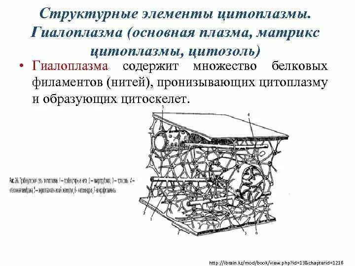 Цитоскелет на рисунке клетки. Строение клетки гиалоплазма. Строение цитоплазмы гиалоплазма и цитоскелет. Гиалоплазма плазмалемма. Гиалоплазма особенности строения.