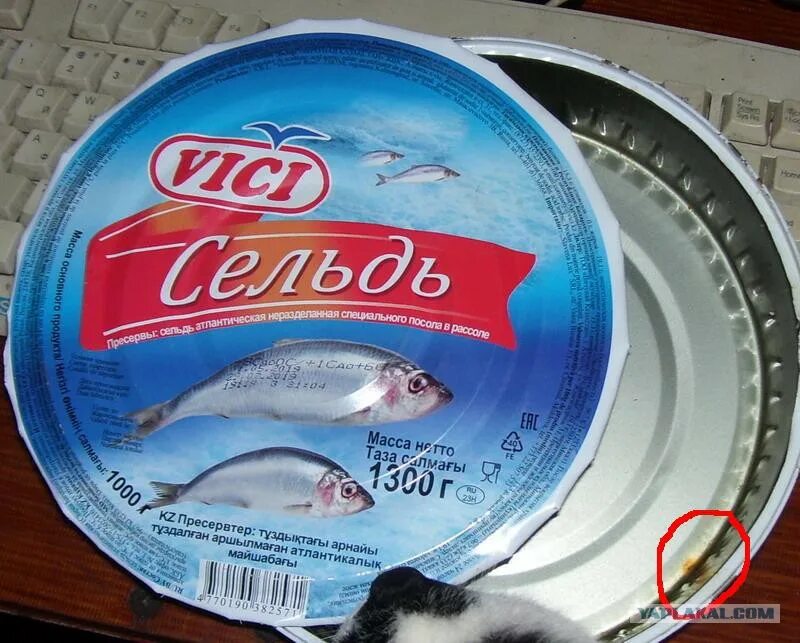 селедка в банках. лучшая селедка в банке. лучшая селедка в банке. лучшая селедка в банке. сельдь в баночках.