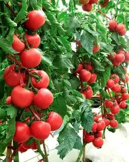 Томат китайский
