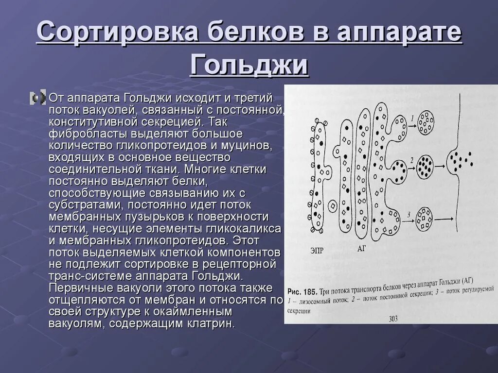 Транспорт белка происходит. Механизм сортировки белков в комплекс Гольджи. Модификация белков в аппарате Гольджи. Сортировка и модификация белков. Сортировка белков в аппарате Гольджи.