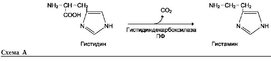 Декарбоксилирование аминокислот гистамин. Схему реакции образования гистамина. Гистидин гистамин со2. Гистидин гистамин со2 класс ферментов.