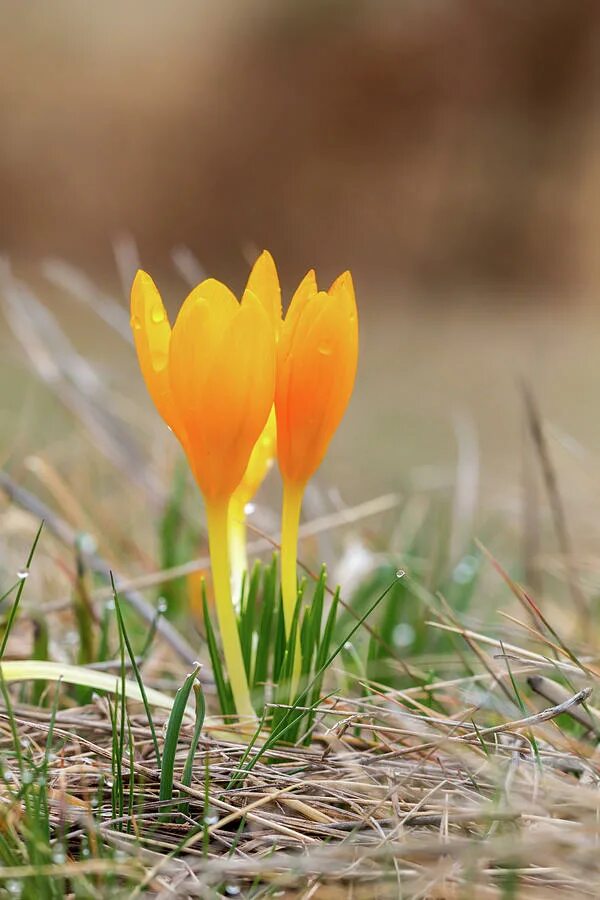 Шафран желтый. Crocus flavus. Крокус желтый. Крокус желтый горный.