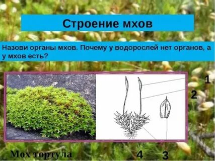 Из каких органов состоят мхи