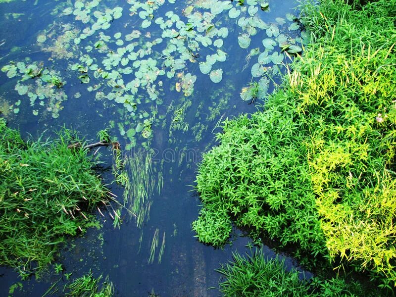Водоросли в речке. Колючие водоросли в озере. Колючие водоросли в реке. Желеобразные водоросли в реке.